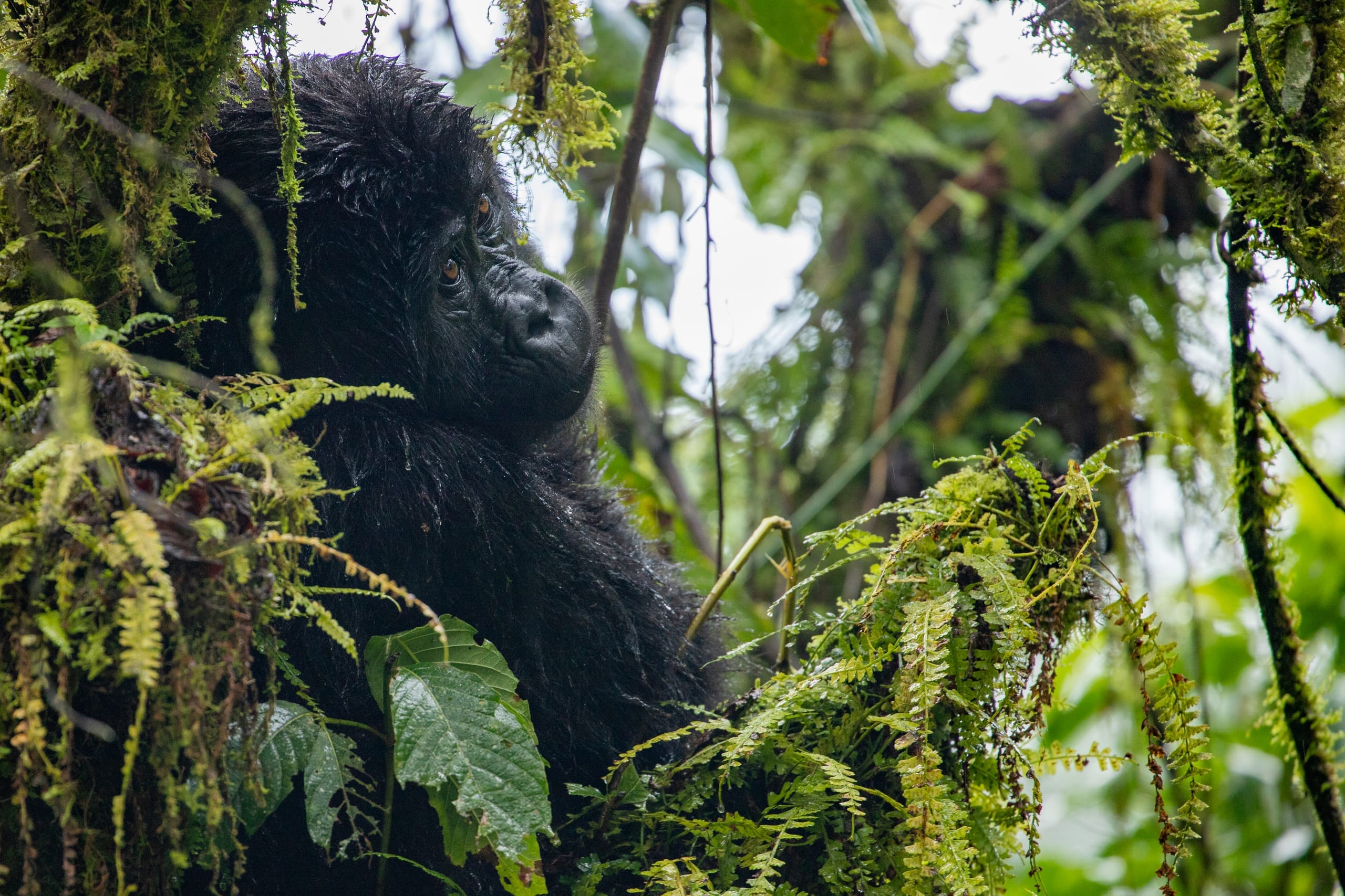 A mountain gorilla among the trees and green undergrowth of the forest