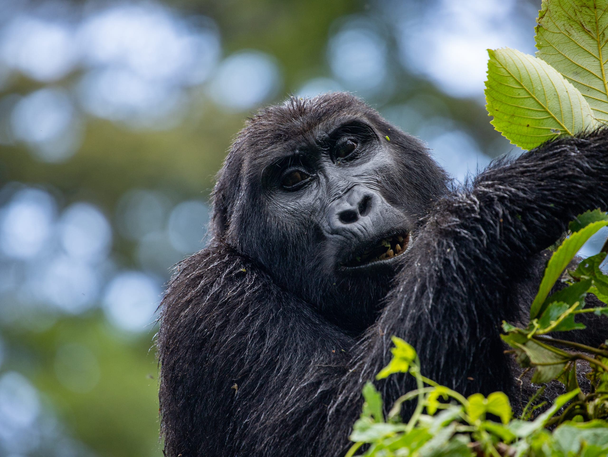 Parc national de Bwindi Impenetrable