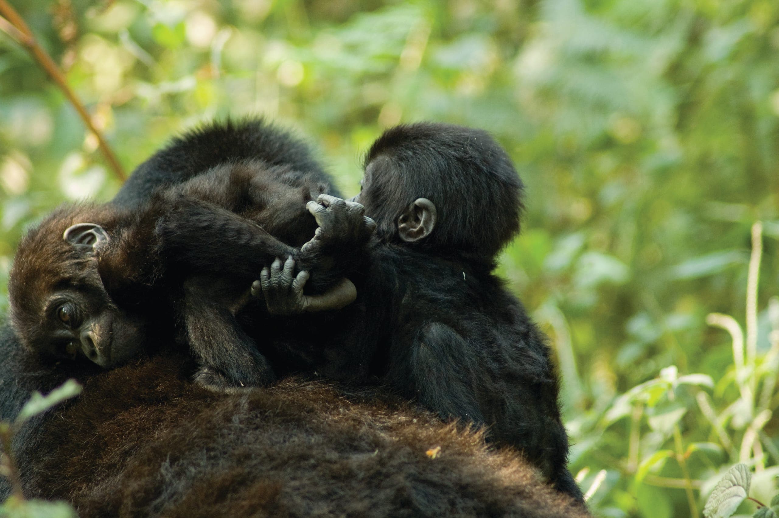 Infant mountain gorillas, illustrating gorilla family and infant care