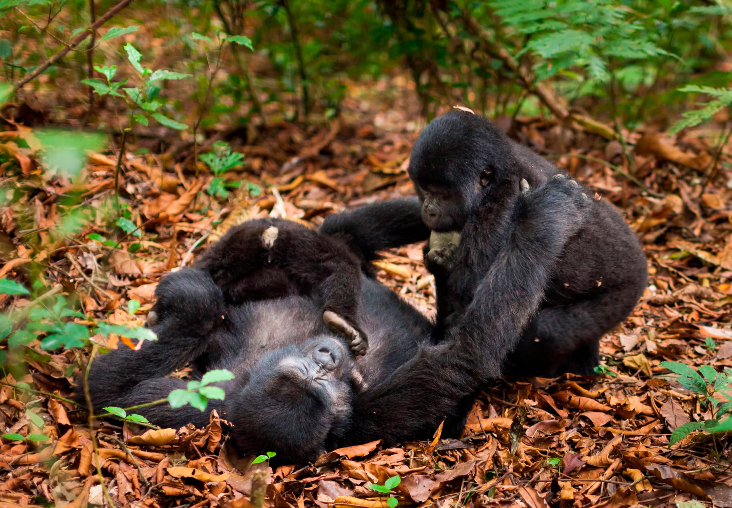 Rwanda