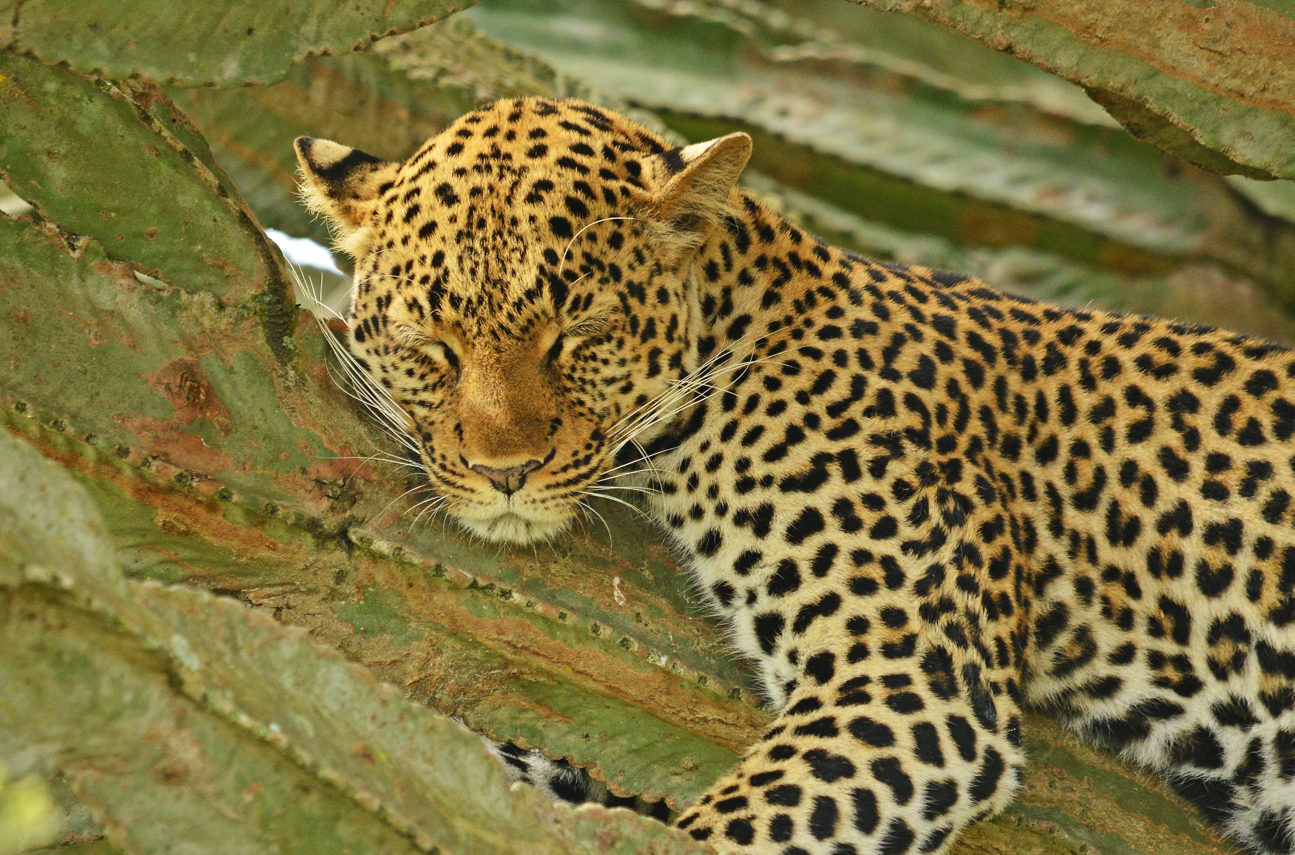 A leopard resting in the shade of a tree