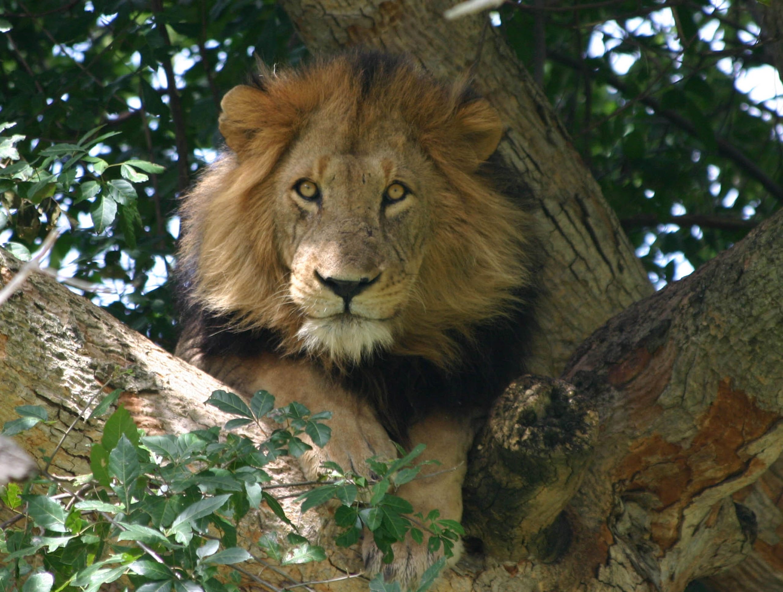 Chimpanzees, Lions & Savannah Safari