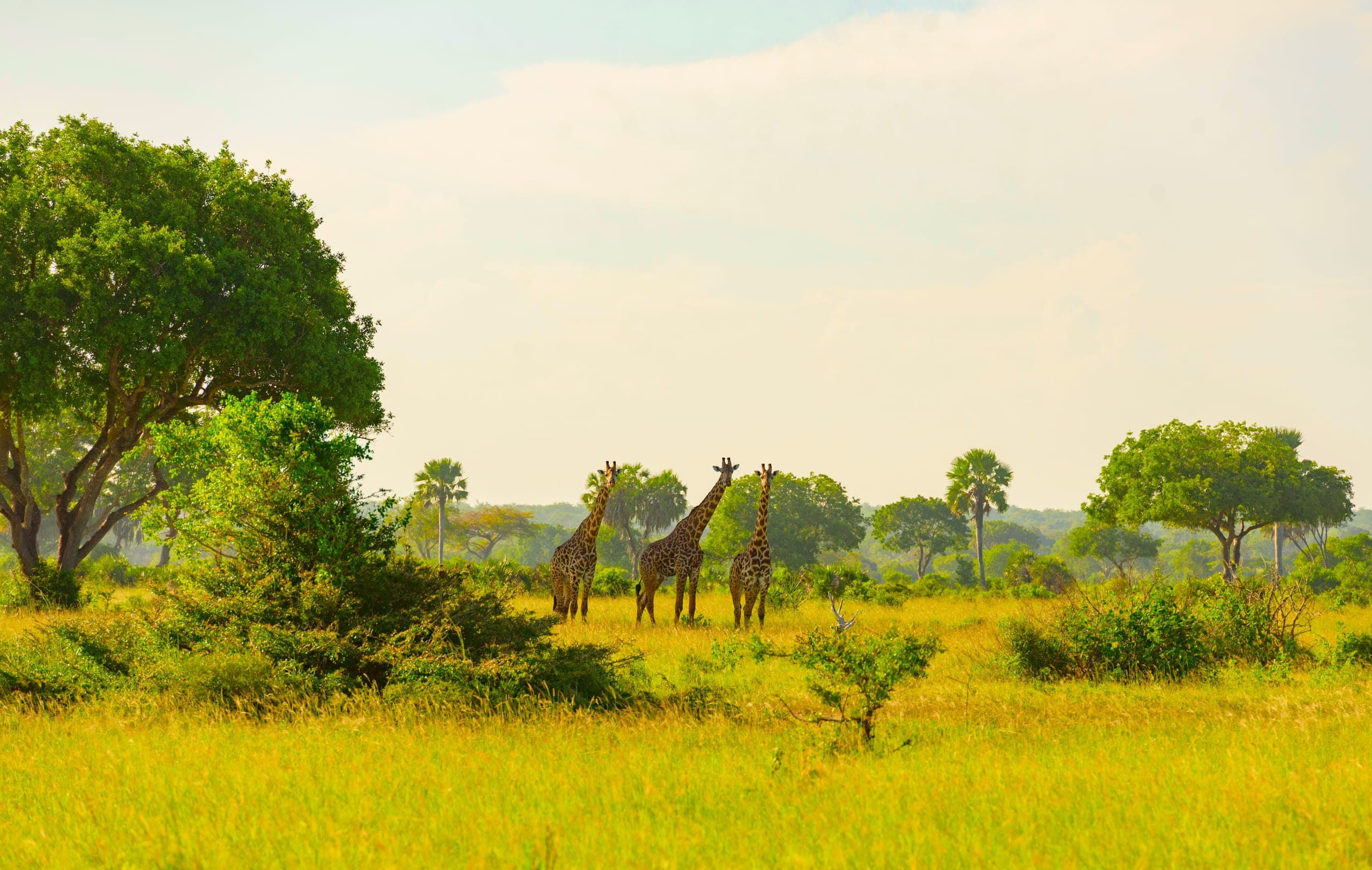 Giraffe