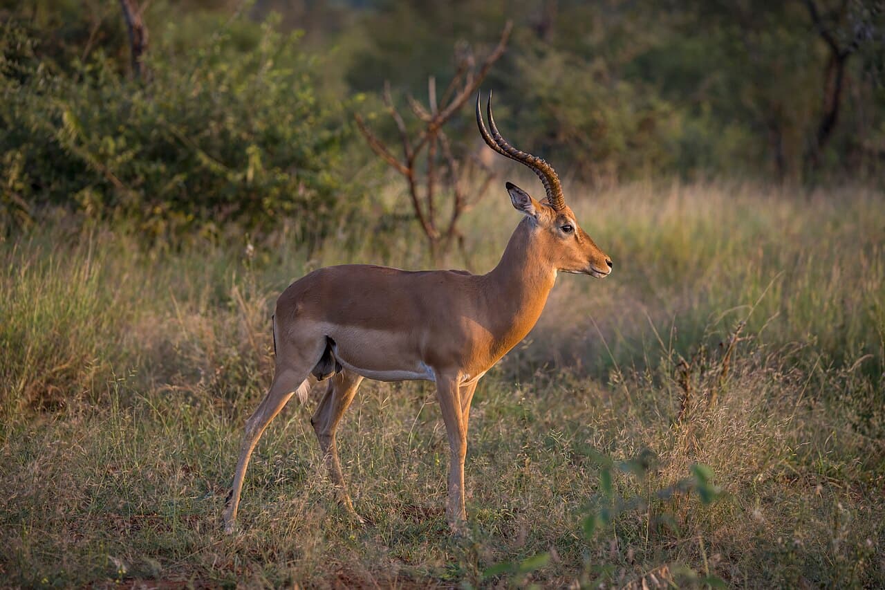 Landschaft in Lake Mburo