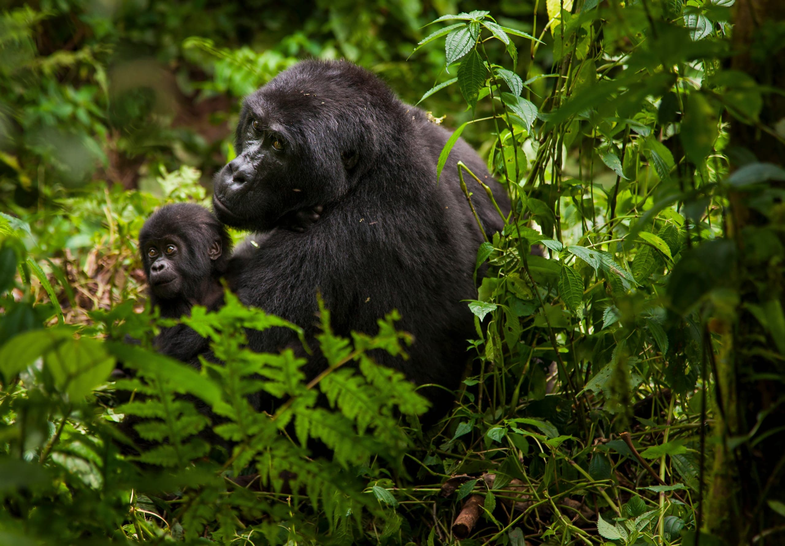 A mountain gorilla in the Virunga massif near Mgahinga Gorilla National Park