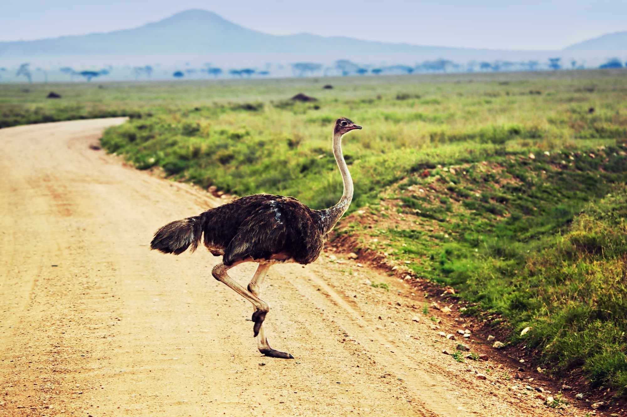 Ostrich