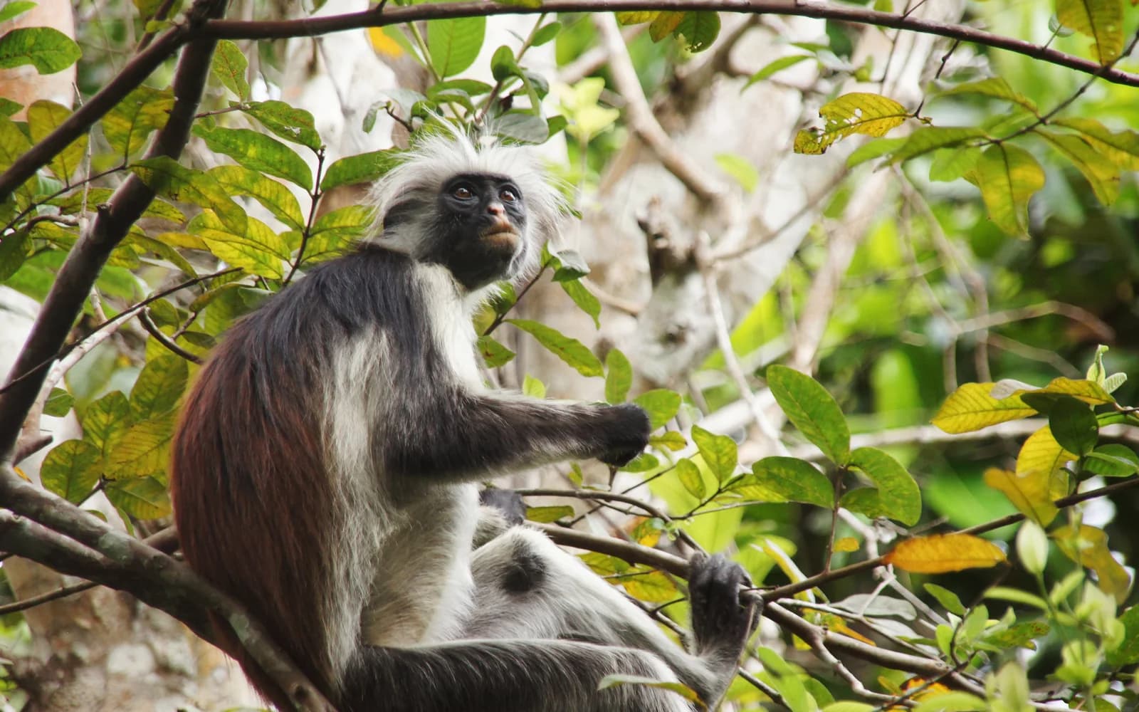Red colobus monkey resting in forest foliage