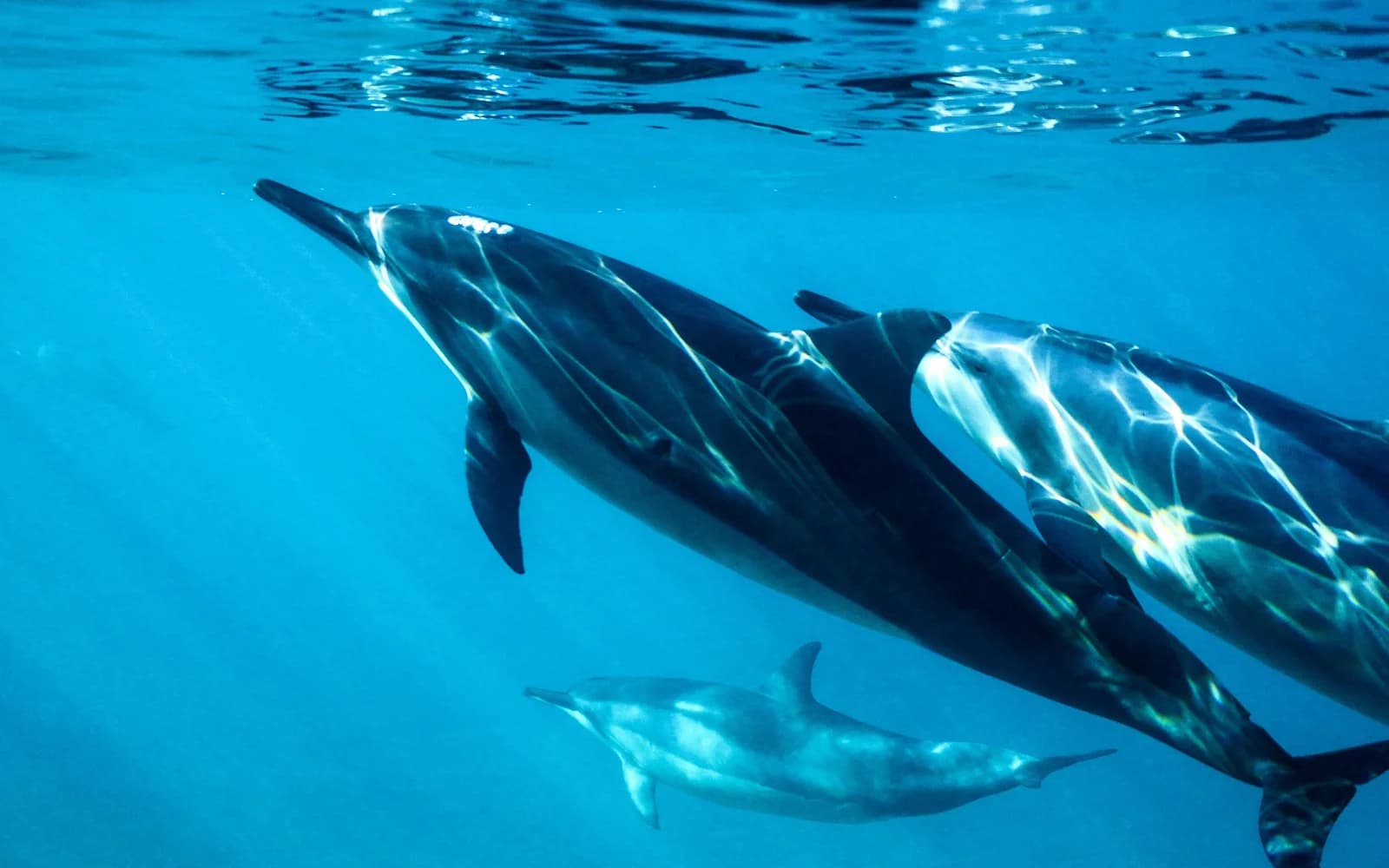 A pod of dolphins swimming underwater