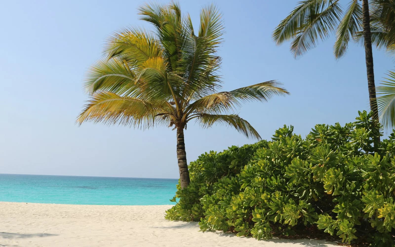 Palm trees beside a white-sand beach in Zanzibar