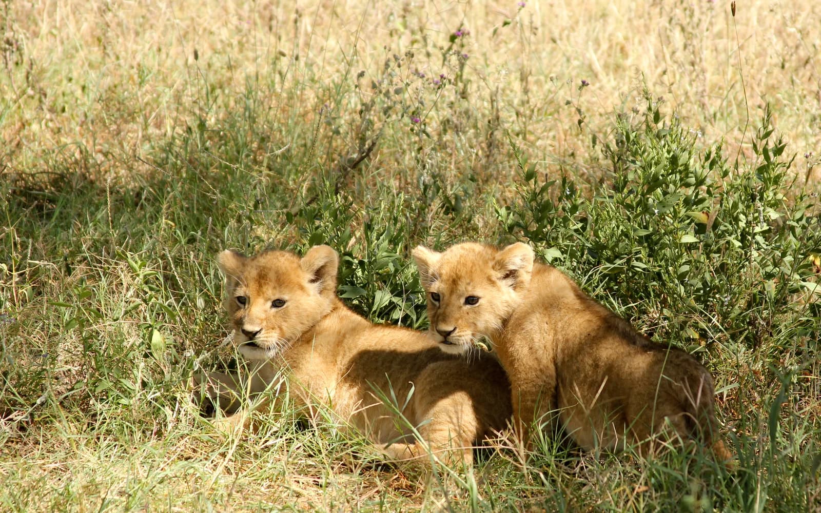 Tanzania safari and Zanzibar